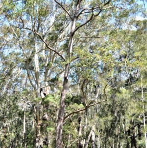 Eucalyptus botryoides at Seven Mile Beach National Park - 21 Aug 2020