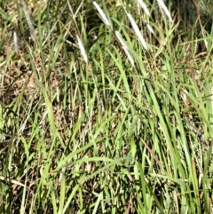 Imperata cylindrica (Blady Grass) at Berry, NSW - 21 Aug 2020 by plants