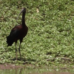 Plegadis falcinellus (Glossy Ibis) at Albury - 21 Dec 2019 by WingsToWander