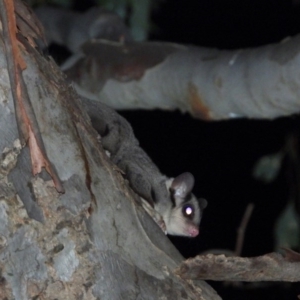 Petaurus norfolcensis at Wodonga Regional Park - 23 Jan 2020