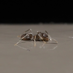 Doleromyrma sp. (genus) (Brown house ant) at Acton, ACT - 4 Aug 2020 by TimL