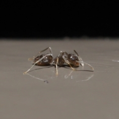 Doleromyrma sp. (genus) (Brown house ant) at Acton, ACT - 4 Aug 2020 by TimL