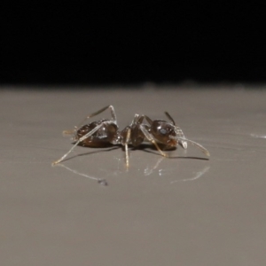 Doleromyrma sp. (genus) at Acton, ACT - 4 Aug 2020 12:54 PM