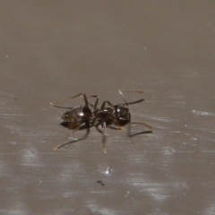 Doleromyrma sp. (genus) at Acton, ACT - 4 Aug 2020 12:54 PM