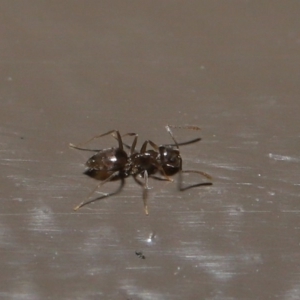 Doleromyrma sp. (genus) at Acton, ACT - 4 Aug 2020