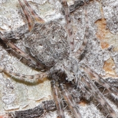 Tamopsis sp. (genus) (Two-tailed spider) at Downer, ACT - 4 Aug 2020 by TimL