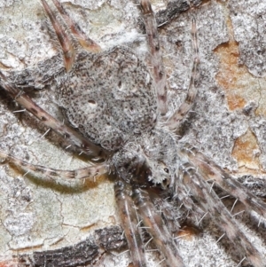 Tamopsis sp. (genus) at Downer, ACT - 4 Aug 2020