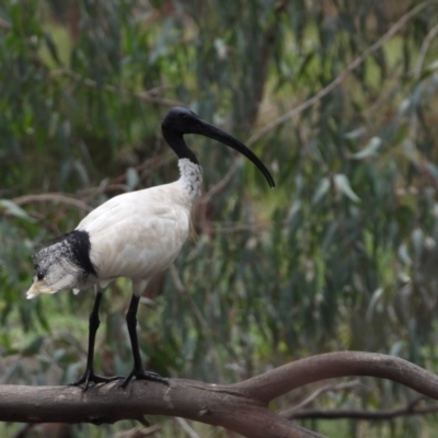 Threskiornis molucca (Australian White Ibis) at Splitters Creek, NSW - 21 Dec 2019 by WingsToWander