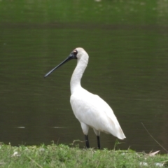 Platalea regia (Royal Spoonbill) at Albury - 21 Dec 2019 by WingsToWander