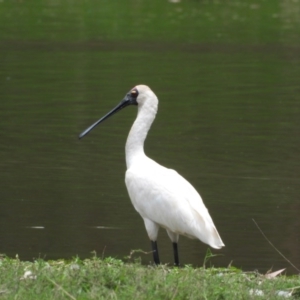 Platalea regia at Albury - 21 Dec 2019 11:43 AM