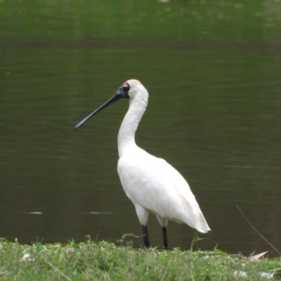 Platalea regia (Royal Spoonbill) at Splitters Creek, NSW - 21 Dec 2019 by WingsToWander