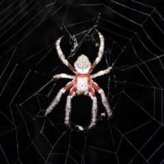 Eriophora biapicata (Garden orb weaver) at Albury - 3 Jan 2020 by WingsToWander