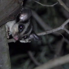 Petaurus norfolcensis (Squirrel Glider) at Baranduda, VIC - 22 Jan 2020 by WingsToWander