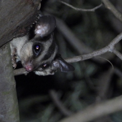 Petaurus norfolcensis (Squirrel Glider) at Wodonga - 22 Jan 2020 by WingsToWander