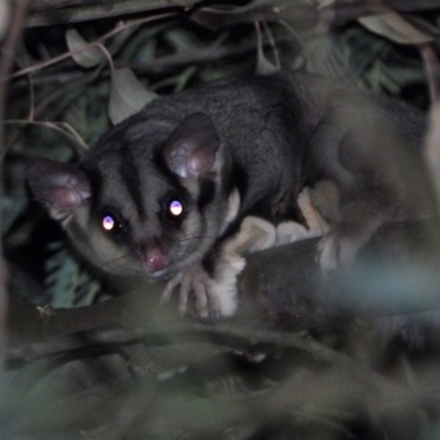 Petaurus norfolcensis (Squirrel Glider) at Wodonga - 22 Jan 2020 by WingsToWander