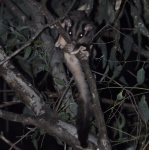 Petaurus norfolcensis at WREN Reserves - 22 Jan 2020 09:21 PM