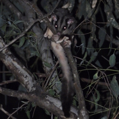 Petaurus norfolcensis (Squirrel Glider) at WREN Reserves - 22 Jan 2020 by WingsToWander