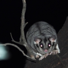 Petaurus norfolcensis (Squirrel Glider) at Wodonga - 23 Jan 2020 by WingsToWander