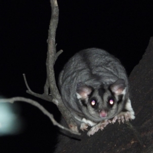 Petaurus norfolcensis at Wodonga Regional Park - 23 Jan 2020