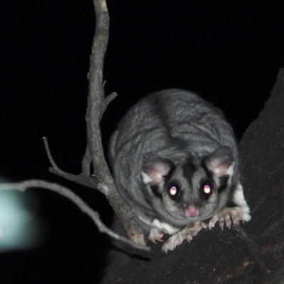 Petaurus norfolcensis (Squirrel Glider) at Wodonga Regional Park - 23 Jan 2020 by WingsToWander