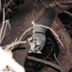 Petaurus norfolcensis (Squirrel Glider) at Wodonga Regional Park - 23 Jan 2020 by WingsToWander