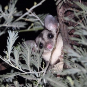 Petaurus norfolcensis at WREN Reserves - 6 Mar 2020