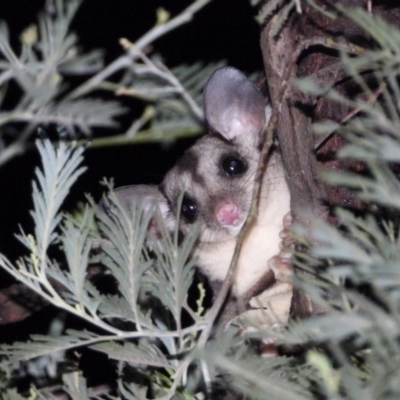 Petaurus norfolcensis (Squirrel Glider) at Baranduda, VIC - 6 Mar 2020 by WingsToWander