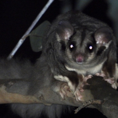 Petaurus norfolcensis (Squirrel Glider) at Baranduda, VIC - 6 Mar 2020 by WingsToWander