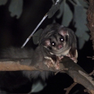 Petaurus norfolcensis at WREN Reserves - 6 Mar 2020 07:45 PM