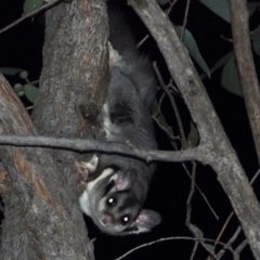 Petaurus norfolcensis (Squirrel Glider) at WREN Reserves - 6 Mar 2020 by WingsToWander