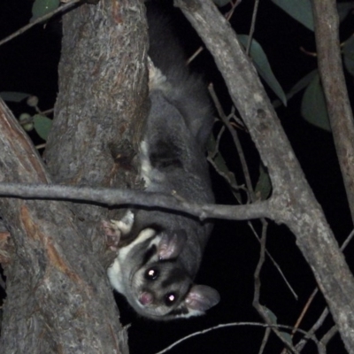 Petaurus norfolcensis (Squirrel Glider) at Wodonga - 6 Mar 2020 by WingsToWander