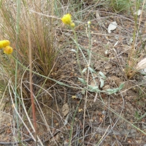 Chrysocephalum apiculatum at Lower Boro, NSW - 15 Jan 2012