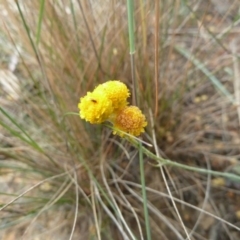 Chrysocephalum apiculatum at Lower Boro, NSW - 15 Jan 2012 02:44 PM