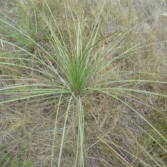 Xanthorrhoea sp. (Grass Tree) at Lower Boro, NSW - 15 Jan 2012 by AndyRussell