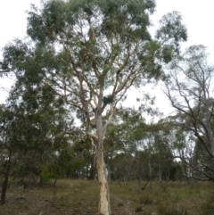 Eucalyptus mannifera (Brittle Gum) at Lower Boro, NSW - 15 Jan 2012 by AndyRussell