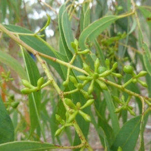 Eucalyptus mannifera at Lower Borough, NSW - 15 Jan 2012