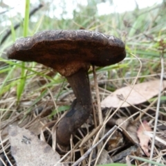 Sanguinoderma rude (Red-staining Stalked Polypore) at Lower Boro, NSW - 15 Jan 2012 by AndyRussell