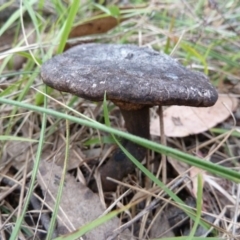 Sanguinoderma rude at Lower Boro, NSW - 15 Jan 2012 03:15 PM