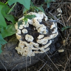 Unverified Fungus at Bega, NSW - 21 Aug 2020 by SueMuffler