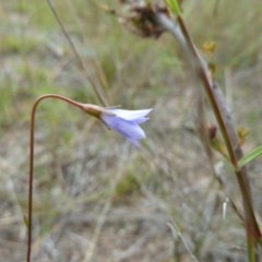 Wahlenbergia sp. (Bluebell) at Lower Boro, NSW - 15 Jan 2012 by AndyRussell