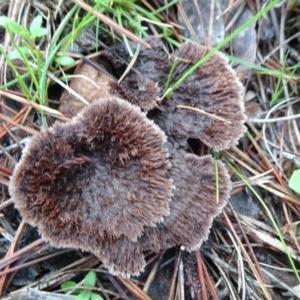 Thelephora terrestris at Carwoola, NSW - 16 Aug 2020