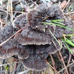 Thelephora terrestris at Carwoola, NSW - 16 Aug 2020