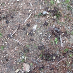 Thelephora terrestris at Carwoola, NSW - 16 Aug 2020