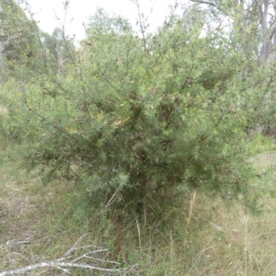 Hakea decurrens (Bushy Needlewood) at Lower Boro, NSW - 15 Jan 2012 by AndyRussell