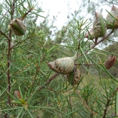 Hakea decurrens at Lower Boro, NSW - 15 Jan 2012