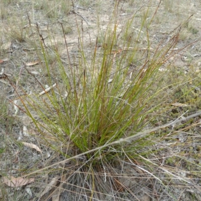 Lepidosperma laterale (Variable Sword Sedge) at Lower Boro, NSW - 15 Jan 2012 by AndyRussell