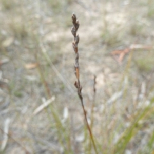 Lepidosperma laterale at Lower Boro, NSW - 15 Jan 2012