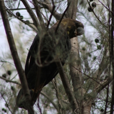 Calyptorhynchus lathami lathami (Glossy Black-Cockatoo) at Moruya, NSW - 21 Aug 2020 by LisaH
