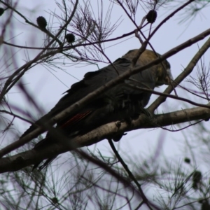 Calyptorhynchus lathami lathami at Moruya, NSW - suppressed