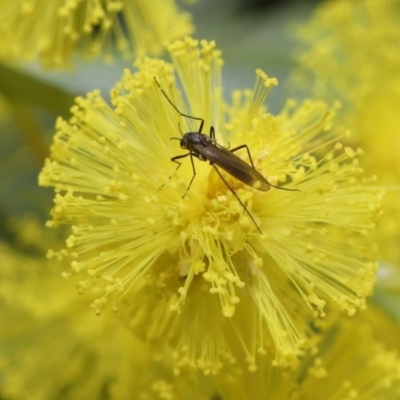 Cecidomyiidae (family) (Gall gnat) at ANBG - 4 Aug 2020 by TimL